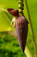 Image showing Banana Flower