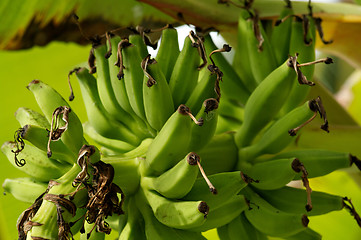 Image showing Green Bananas on Banana tree