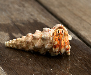 Image showing Hermit Crab in his shell