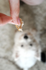 Image showing West highland white terrier