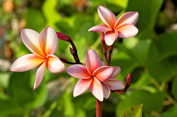 Image showing Colorful Plumeria