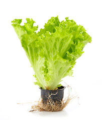 Image showing fresh green lettuce