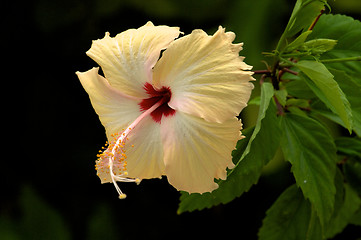 Image showing Light Yellow Hibiscus