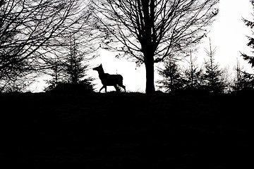 Image showing red deer at dusk