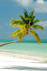 Image showing Palm tree on ocean beach