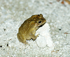 Image showing Golden Tree Frog