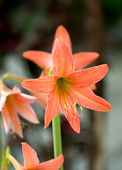 Image showing Striped amaryllis