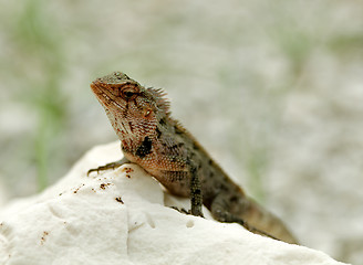 Image showing Agama Lizard