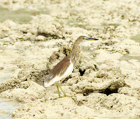 Image showing Indian Pond-Heron