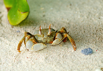 Image showing Large Sand Crab looking up 