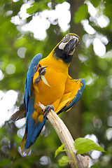 Image showing Wild Macaw