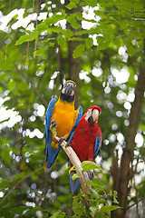 Image showing Wild Macaw