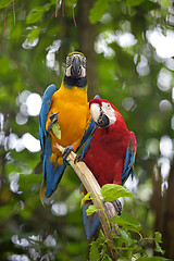 Image showing Wild Macaw