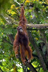Image showing Borneo Orangutan