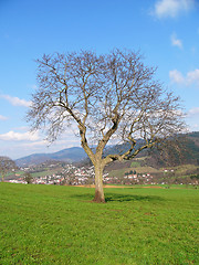 Image showing Lone Tree