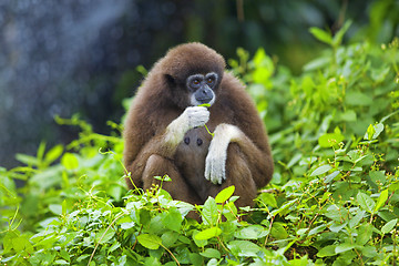 Image showing Gibbon monkey