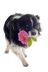 Image showing chihuahua and flower