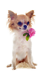 Image showing puppy chihuahua and flower