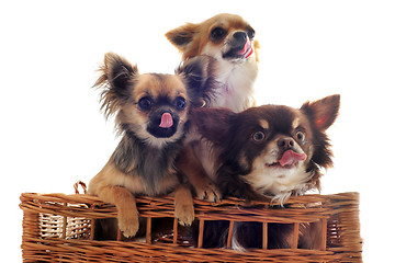Image showing hungry chihuahuas
