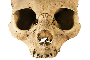 Image showing Skull w/ClippingPath (Front View)