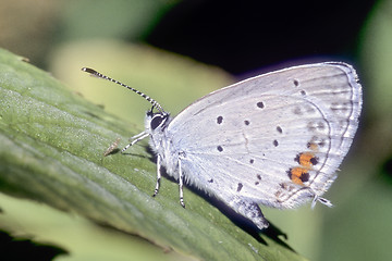 Image showing Lycaeides butterfly resting on flower