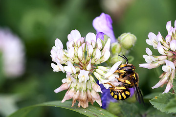 Image showing Bee Apis Mellifica