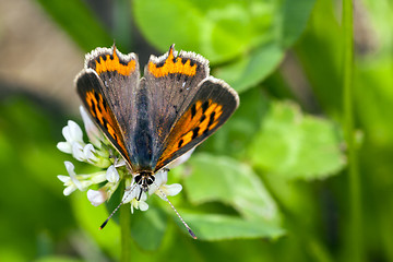 Image showing butterfly resting on flower