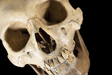 Image showing Skull w/ Clipping Path (Diagonal Front View)