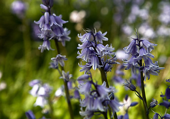 Image showing Bluebells