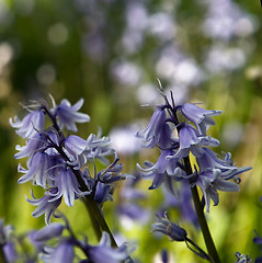 Image showing Bluebells