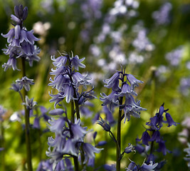 Image showing Bluebells