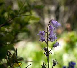 Image showing Bluebells