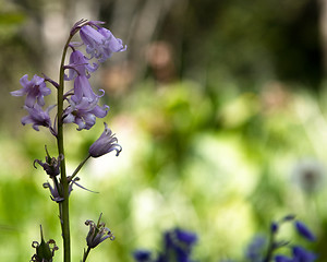 Image showing Bluebells