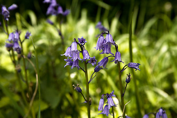 Image showing Bluebells