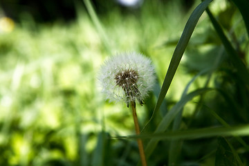 Image showing Dandelion