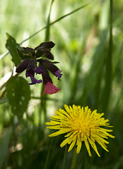 Image showing Dandelion