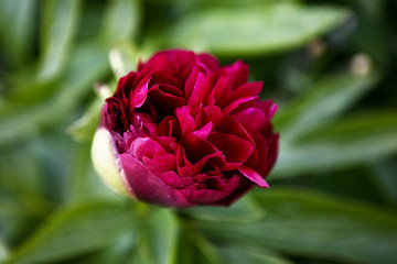 Image showing Red Flower