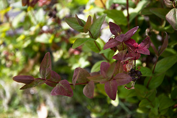 Image showing Leaves