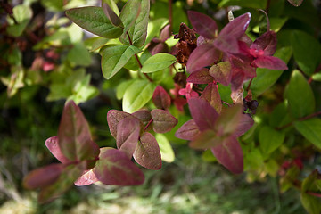 Image showing Leaves