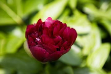 Image showing Red Flower