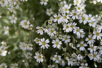 Image showing White Flower