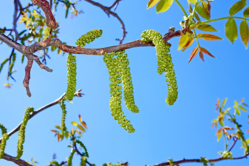 Image showing Walnut flowering