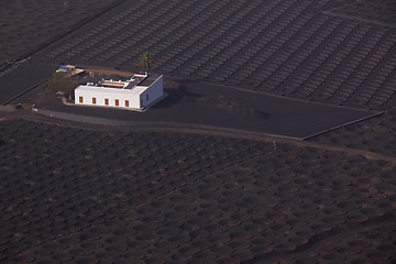 Image showing Plantation on Lanzarote