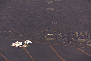 Image showing Plantation on volcanic soil