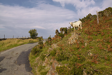 Image showing Road in Snowdonia