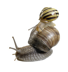 Image showing two creeping snails on each other