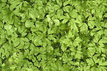 Image showing filigree leaves