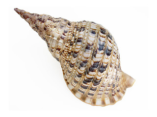 Image showing Big seashell