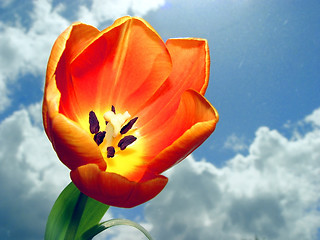 Image showing Beautiful Tulip