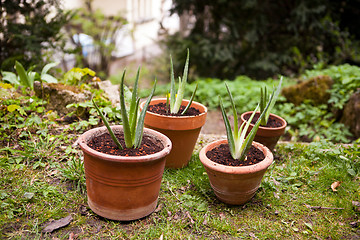 Image showing aloe vera plant in the garden 